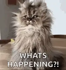 Fluffy Cat Whats Happening