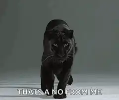 Black Panther Walking No