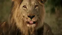 Lion licking blood from mouth