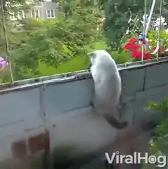 white cat hanging on fence