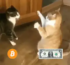 cats high five bitcoin money
