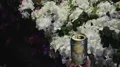 beer can in front of white flowers