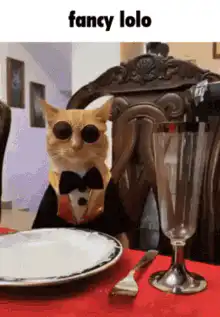 fancy lolo cat