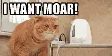 Cat wants moar milk