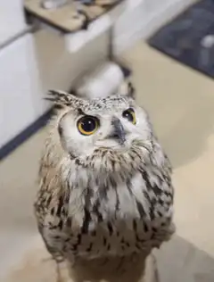Owl looking around
