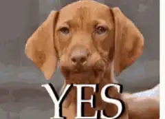 Yes Dog Meme
