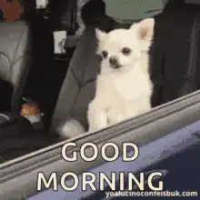 Good Morning sleepy chihuahuas