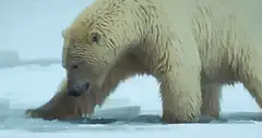 Polar bear slips on ice