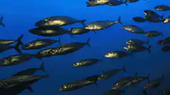 School of fish swimming underwater