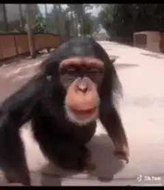 Chimpanzee zooming into mouth