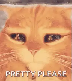 Orange Cat Pretty Please