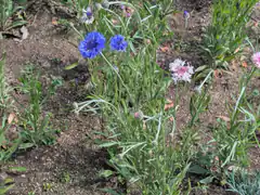 Blue and pink cornflowers in garden