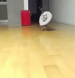 Cat in cone walking