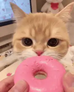 cat eating pink donut