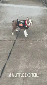 Excited dog on a leash