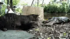 cat hisses at alligator
