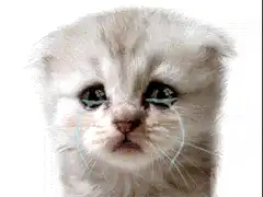 Crying white kitten