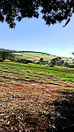 Green fields under blue sky
