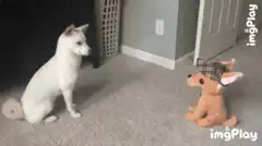 White dog attacks stuffed animal