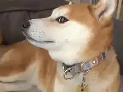 Shiba Inu Dog Zooms In