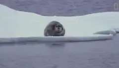 Polar bear tackles seal on ice