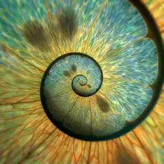 Zooming into a fractal eye spiral