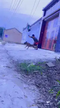 Man throws dog into tree