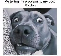 Me telling my problems to my dog