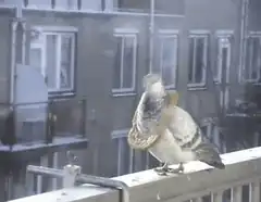 Pigeon with a cardboard backpack