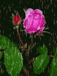 Pink rose and bud in the rain