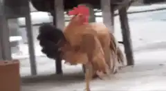 Rooster dancing on concrete