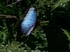 Blue butterfly and hurricane satellite loop