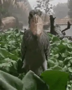 Shoebill Stare