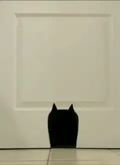 Black cat pops up from under door