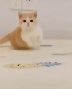 Cute kitten walking forward