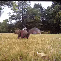 squirrel standing up in grass
