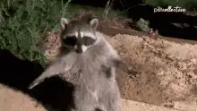 Raccoon dancing on hind legs