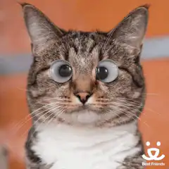 Cat with googly eyes
