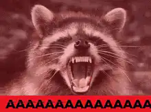 Raccoon screaming AAAAA