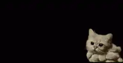 Fluffy cat in clouds