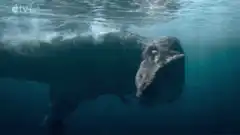Mosasaurus surfacing from underwater