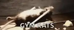 Gym Rat Mouse