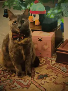 Tortoiseshell cat with bow tie sitting by Christmas tree
