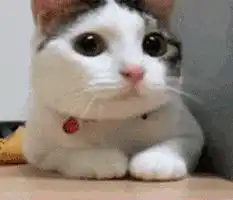 wide-eyed cat with red collar