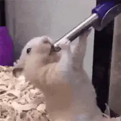 hamster drinking from water bottle