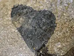 Heart-shaped rock in shallow water