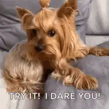 Yorkie dog trying it i dare you