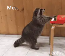 Raccoon playing a toy piano