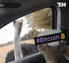 Ostrich eats from bucket in car