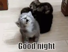 Kitten yawning and falling asleep